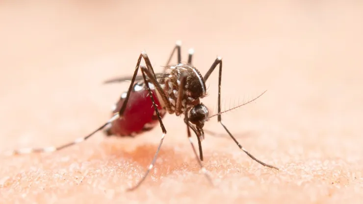 Dengue en Aguascalientes ¿Cómo distinguir al mosquito y evitar ser contagiado