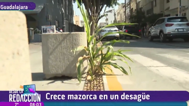 Desde La Redacción | Mazorca crece en pleno desagüe en el Centro de Guadalajara