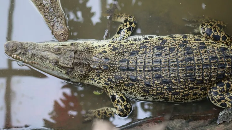 Niño muere tras ser atacado por cocodrilo en la India