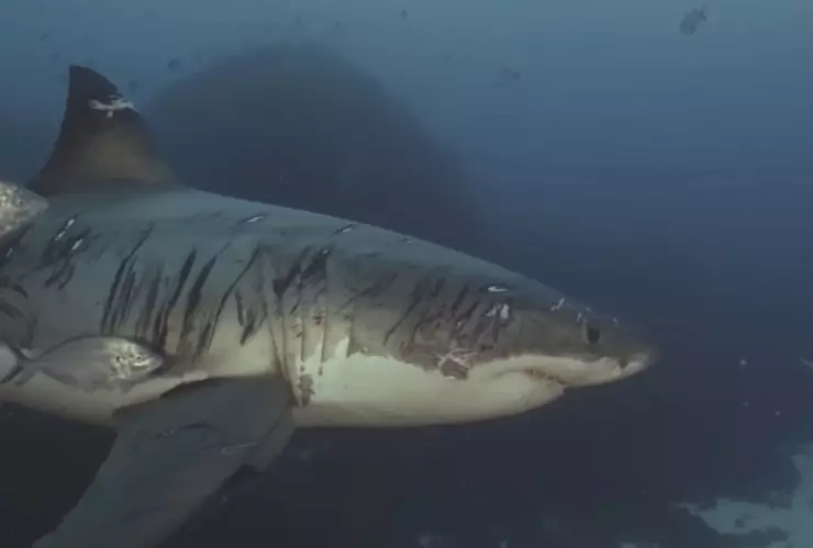 tiburon cicatrices peleas.jpg
