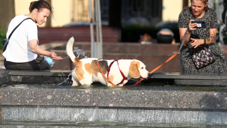 El objetivo del refugio de animales en realizar los perfiles de perros o gatos en Tinder es fomentar la adopción.