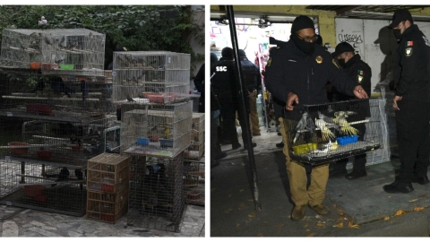 Caen venezolanos por narcomenudeo y tráfico de aves exótica en CDMX