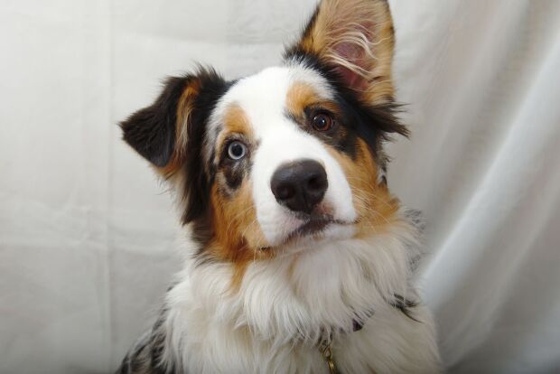 perros, razas, inteligentes, cuáles son wikimedia.jpg