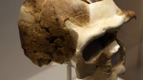 Nueva especie, ser humano 3.jpg