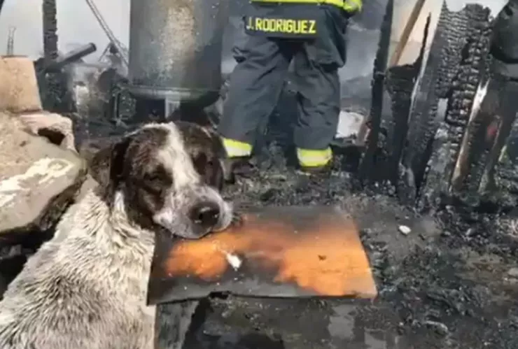 Perrito llora al ver su casa en cenizas