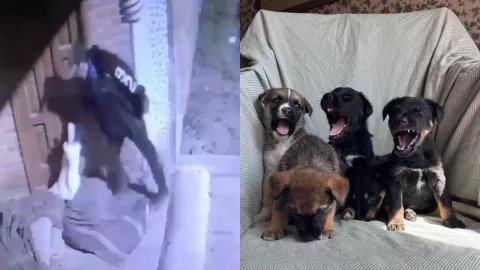 Tras el atropello y la muerte de una perrita, un sujeto dejó cinco cachorros dentro de un costal, en la puerta del refugio de Texcoco