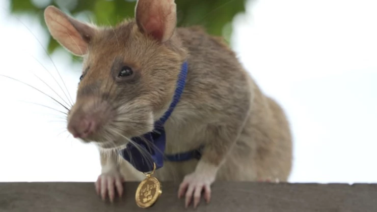 Magawa fue premiada en Camboya