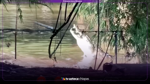 Misterio y miedo: video muestra a cocodrilo comiendo presunta víctima en Nayarit