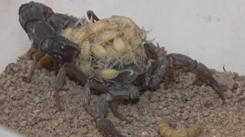 Altas ganancias por ordeñar veneno de escorpiones para producir medicamento.