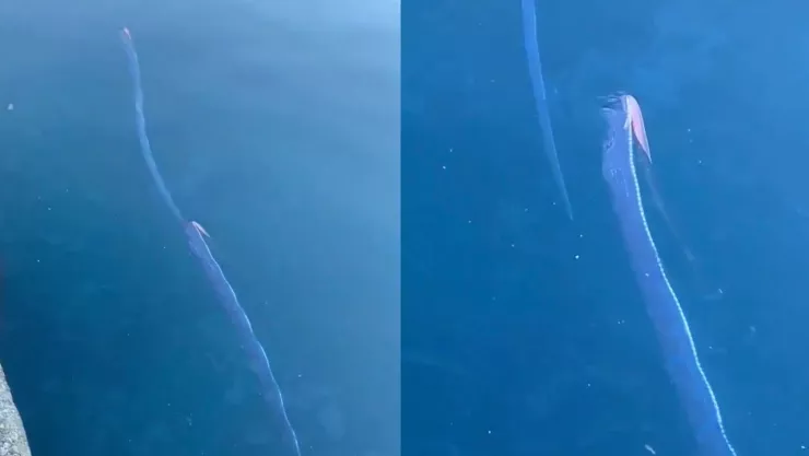 Aparecen peces remo en Fukui y desatan rumores sobre sismo inminente