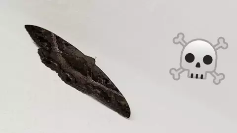 La leyenda de la X’Mahaná, la mariposa negra que atemoriza a Yucatán