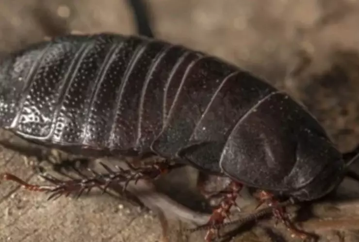 Megacucaracha carnívora en Australia