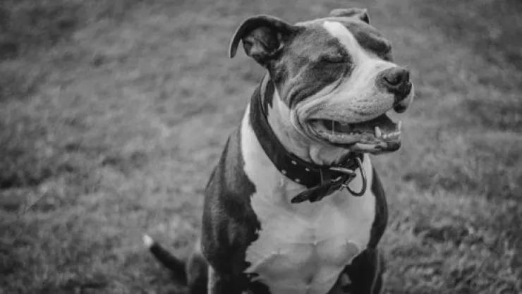 mujer-tercera-edad-atacada-perro-pitbull-durango.jpg