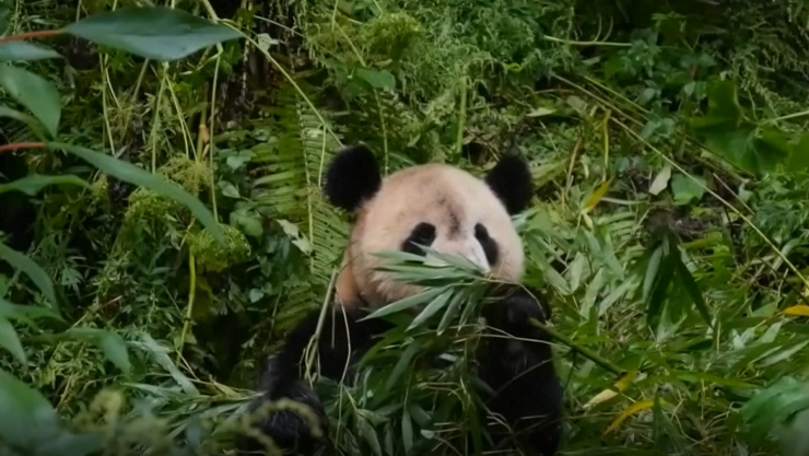 pandas gigantes