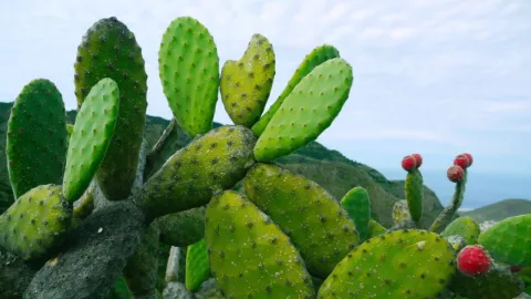Concurso de desespinado de nopal