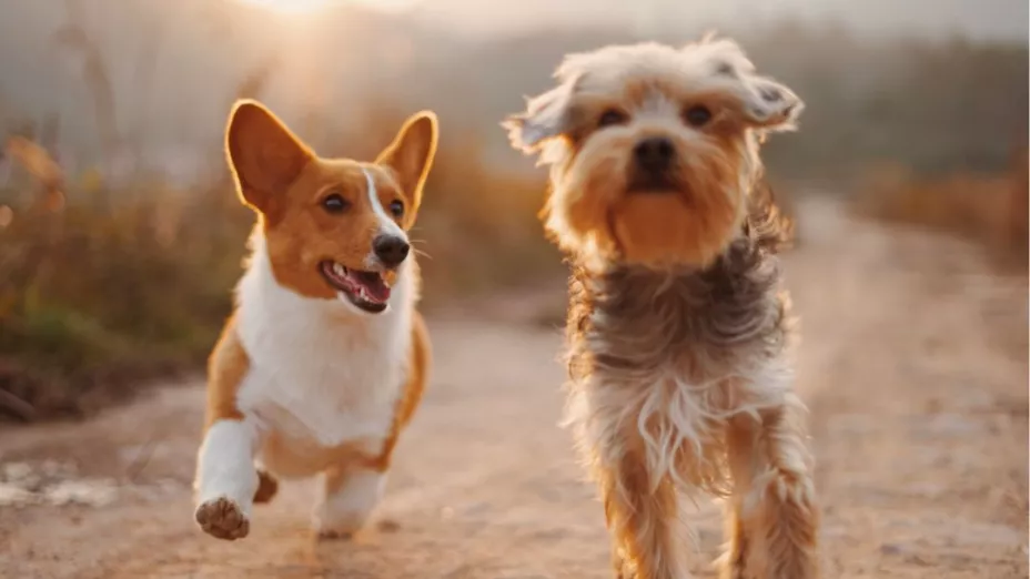 Extraña enfermedad que afecta a los perros enciende las alarmas en el mundo
