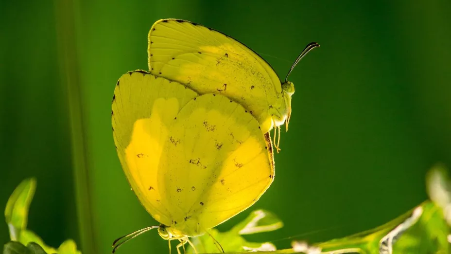 Por qué hay invasión de mariposas amarillas en Aguascalientes y qué significan