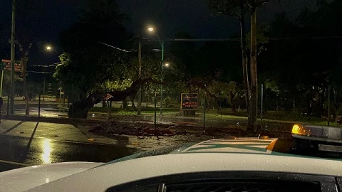 ARBOL CAÍDO INSURGENTES TORMENTA.jpg