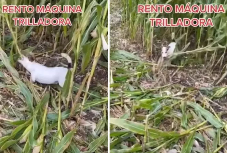 captan a perrito cortando mazorcas llamado máquina trilladora es viral.jpg