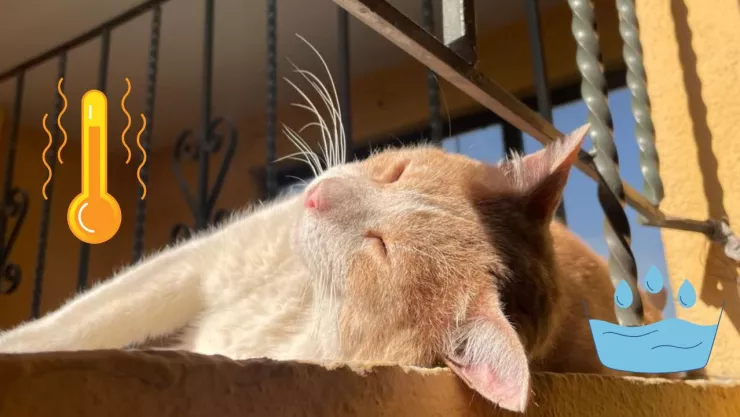Día del Gato 20 de febrero: cómo detectar un golpe de calor en gatos y qué hacer