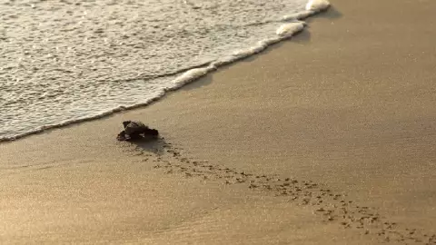 Turistas y acapulqueños liberan cientos de tortugas en Playa Bonfil.jpg