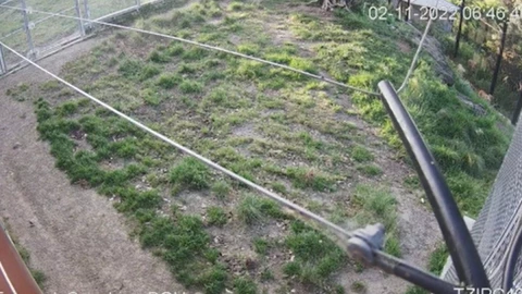 leones zoológico Australia