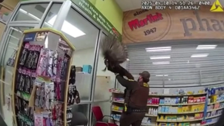 pavo-salvaje-causa-destrozos-y-persigue-clientes-farmacia-indiana