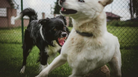 Actor termina con HERIDAS GRAVES tras ser mordido por un perro en el rostro