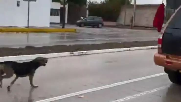 VIDEO del presunto caso de abandono animal indigna a todo Yucatán, esto pasó