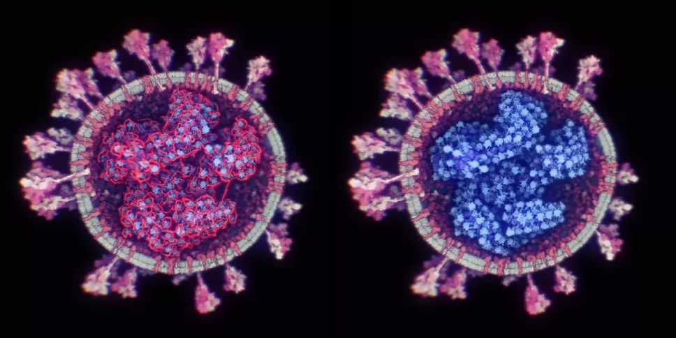 estructura real coronavirus