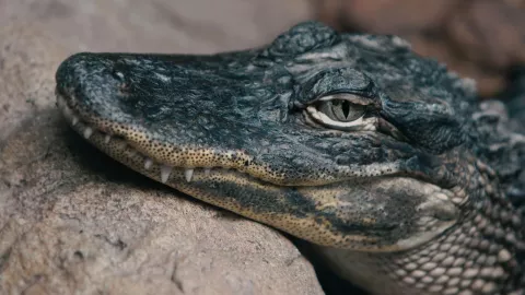 VIDEO | Detienen a joven por llevar un cocodrilo en la calle en el municipio de Tonalá