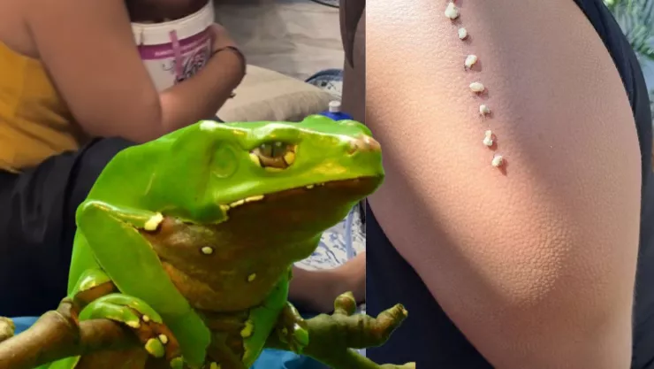 ¿Qué es el Kambó, bebida que tomó la mujer que murió en retiro espiritual de Durango?