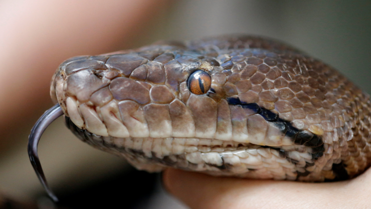 Encuentran a serpiente pitón tras un mes desaparecida en Valparaíso, Chile