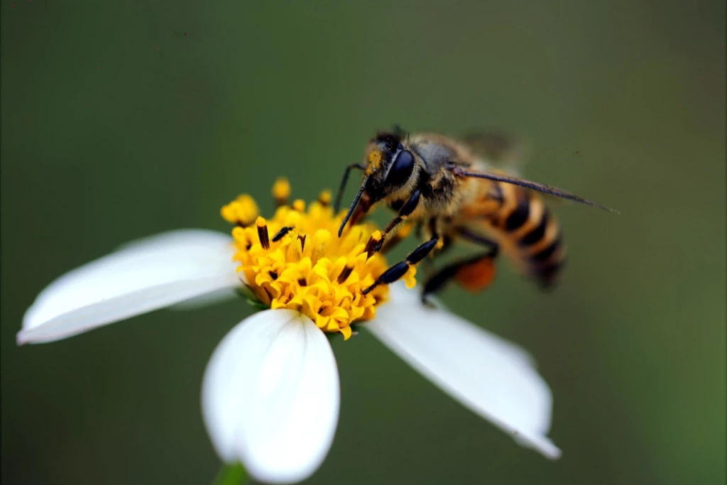 La importancia de las abejas
