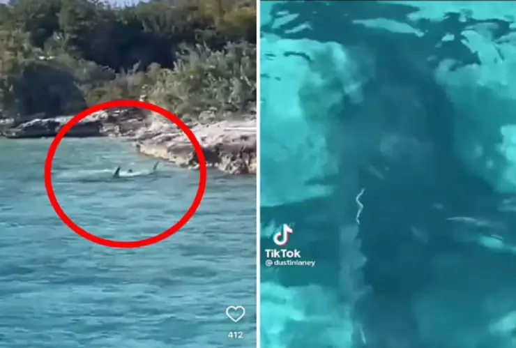 Perro se enfrenta a tiburón en playa