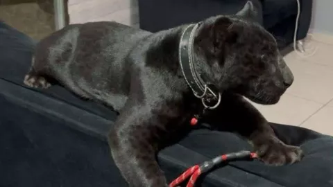 ¿Dónde han visto al jaguar suelto en Aguascalientes Esto dicen autoridades