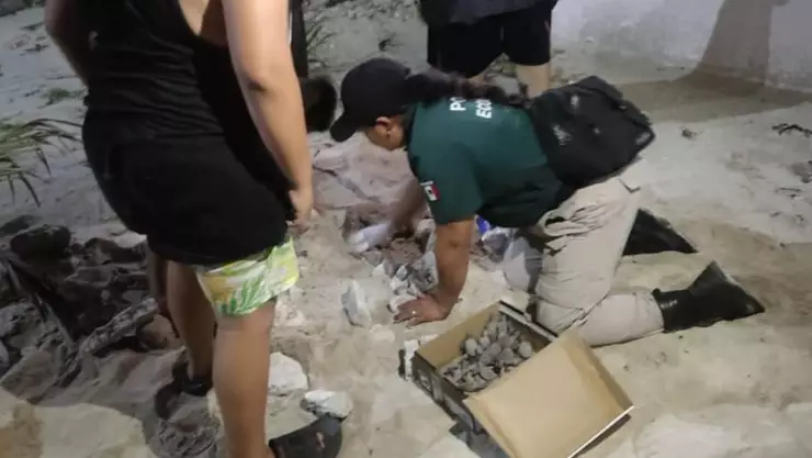 Autoridades aseguran 42 crías de tortugas tras reporte ciudadano