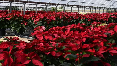 ¿Qué hacer para que las nochebuenas duren más tiempo?.jpg