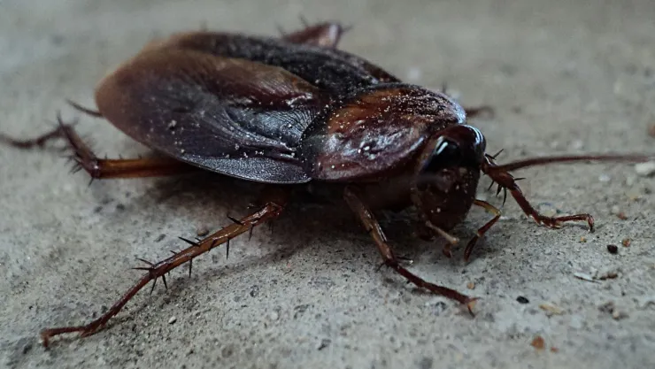¿Cómo eliminar a las cucarachas resistentes a los insecticidas?