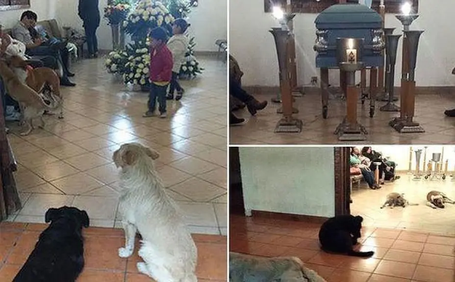 perros.jpg