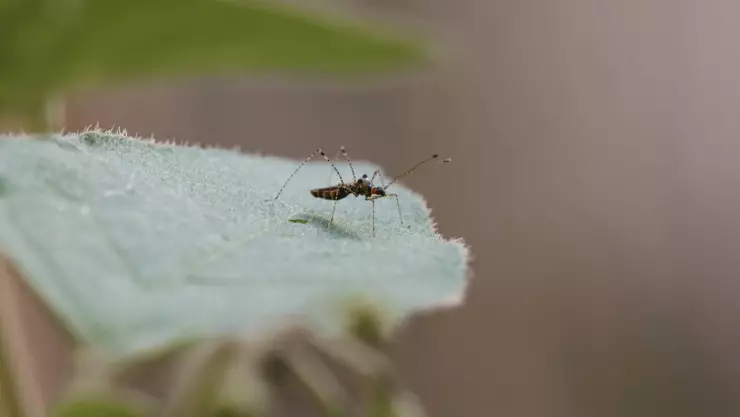Esto es lo que DEBES saber sobre el DENGUE para prevenir la enfermedad