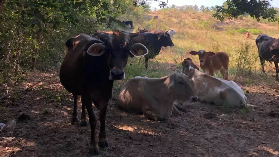 Ganado, vacas, producción ganadera