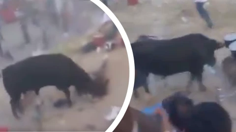 Video: ¡Tragedia en Perú! Toro salvaje deja 30 heridos en plena fiesta tradicional