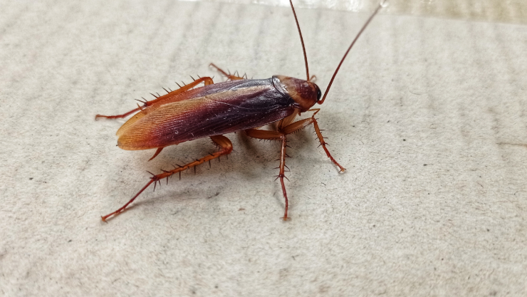 Así puedes encontrar nidos de cucarachas para eliminarlas