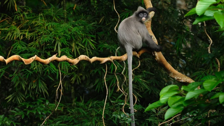 3 de marzo: Día Mundial de la Vida Silvestre