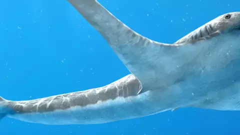 tiburón águila.jpg