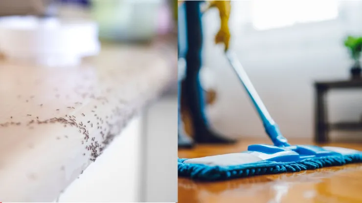 Para eliminar las hormigas del hogar no es necesario usar químicos: existen muchas maneras de hacerlo de forma natural.