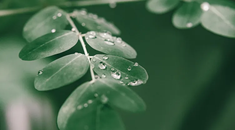 Moringa, el superalimento que mantiene la piel libre de arrugas