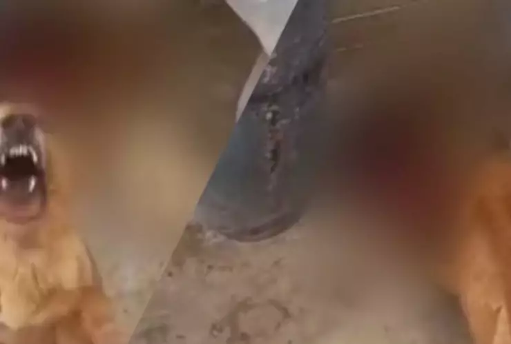 VIDEO - Por abandono un perro hambriento se come a otro can