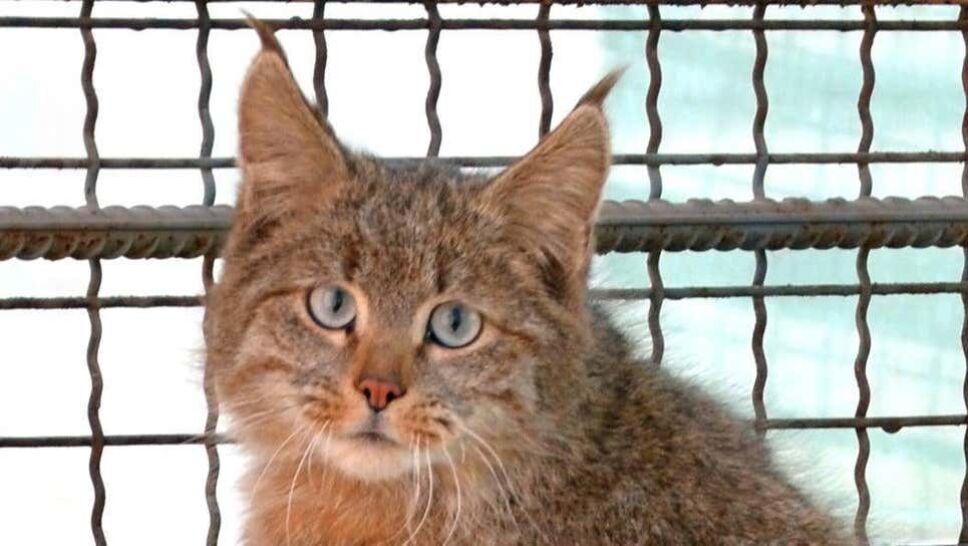 gatos, peligro de extinción, especies 7.jpg